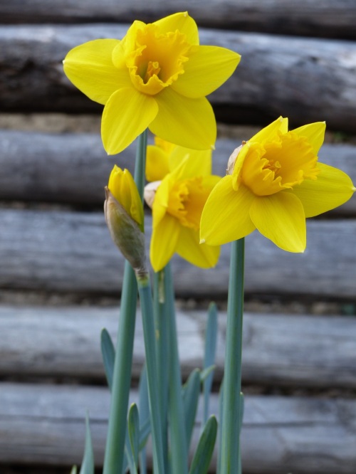 Casa Debbio daffodils
