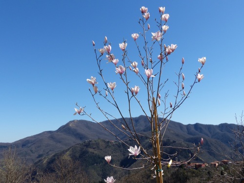 Casa Debbio magnolia
